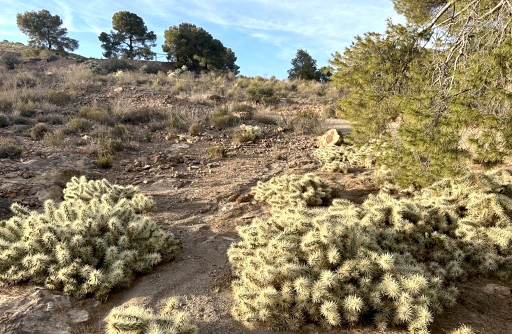 La Corporación pedirá a la Comunidad más medidas para eliminar el cactus invasor en la Aceña del Hierro